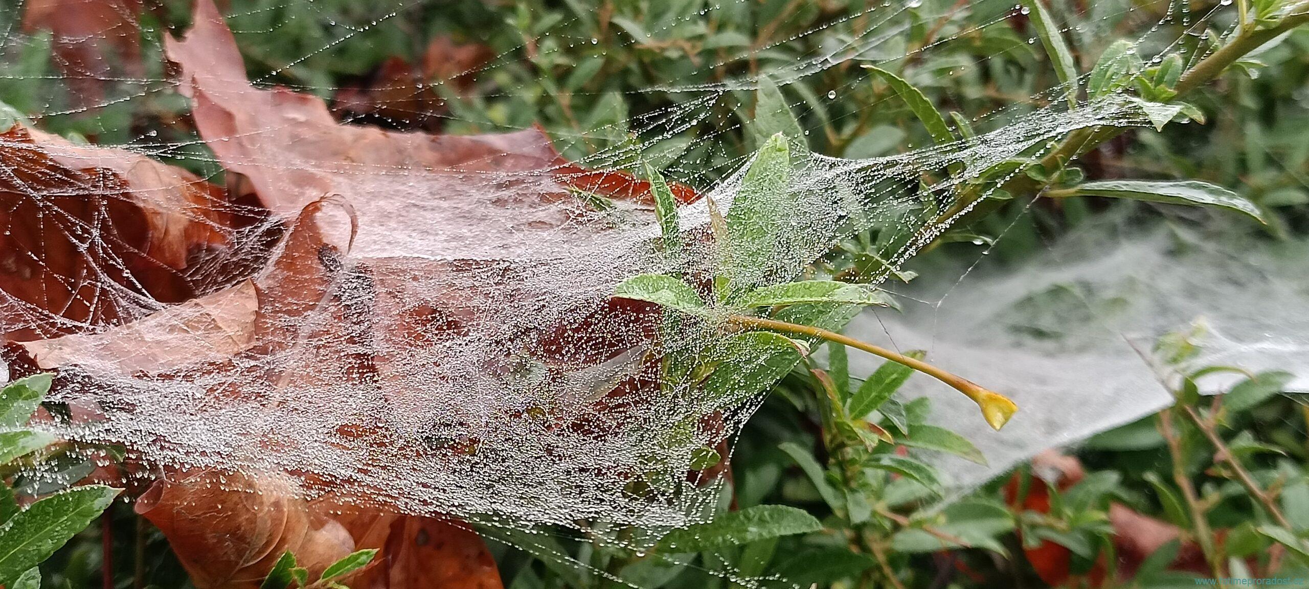 Pavučina, Listi a fotka